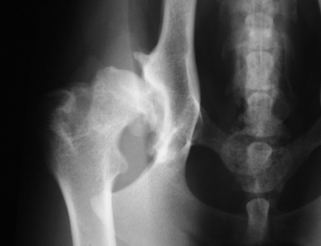Hip Dysplasia in Dogs Signs, Symptoms & Treatment