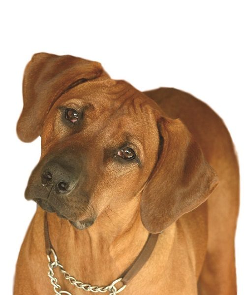rhodesian ridgeback raw diet