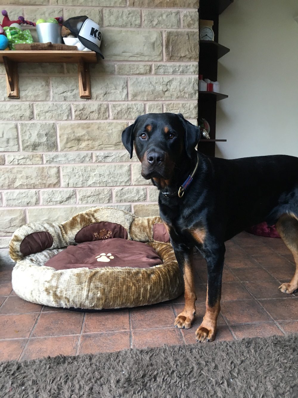 scruffs cub bear dog bed
