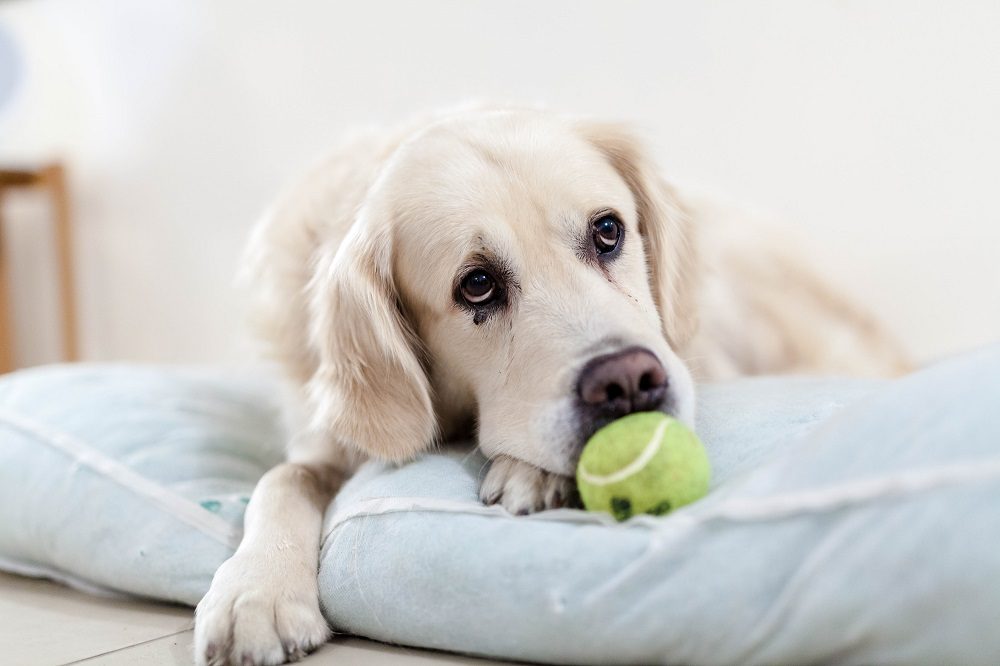 dog destroys bed