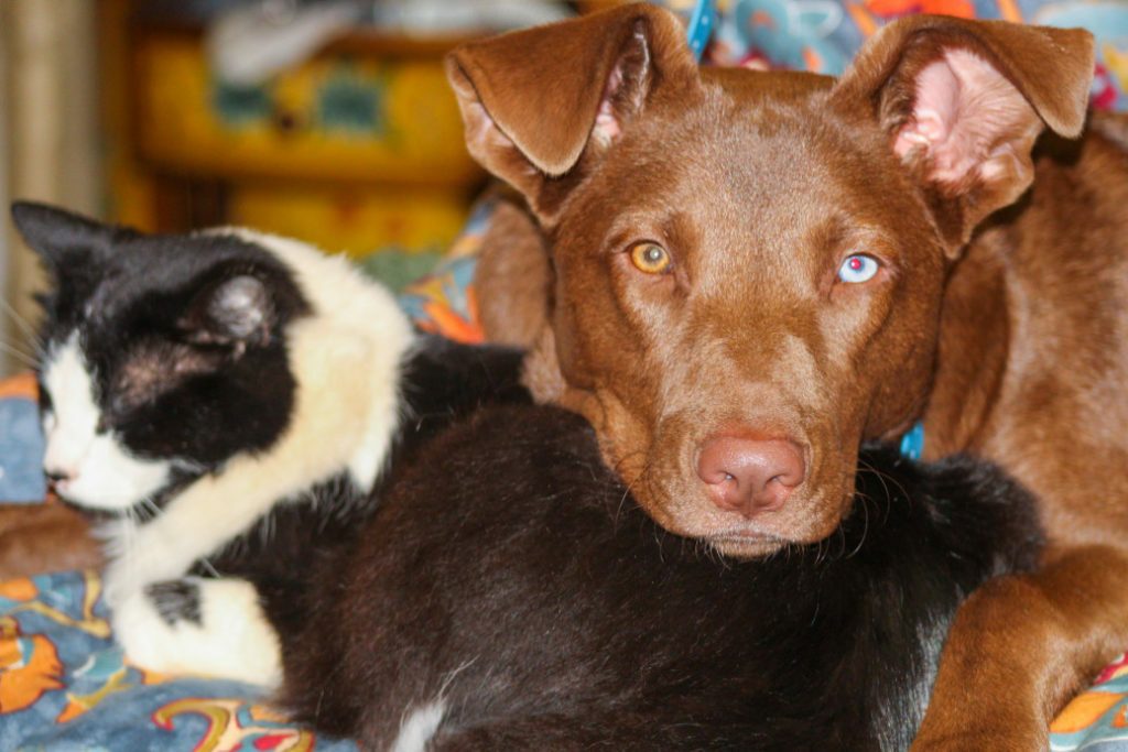 Why Do Some Dogs Have Different Coloured Eyes? (Heterochromia Explained)