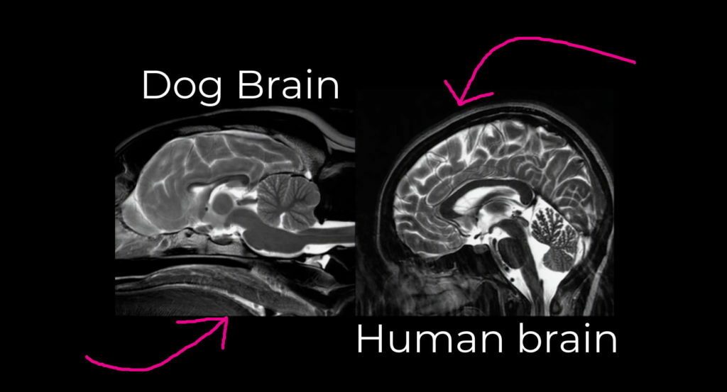 Dog Science New Scientific Discoveries About Dogs