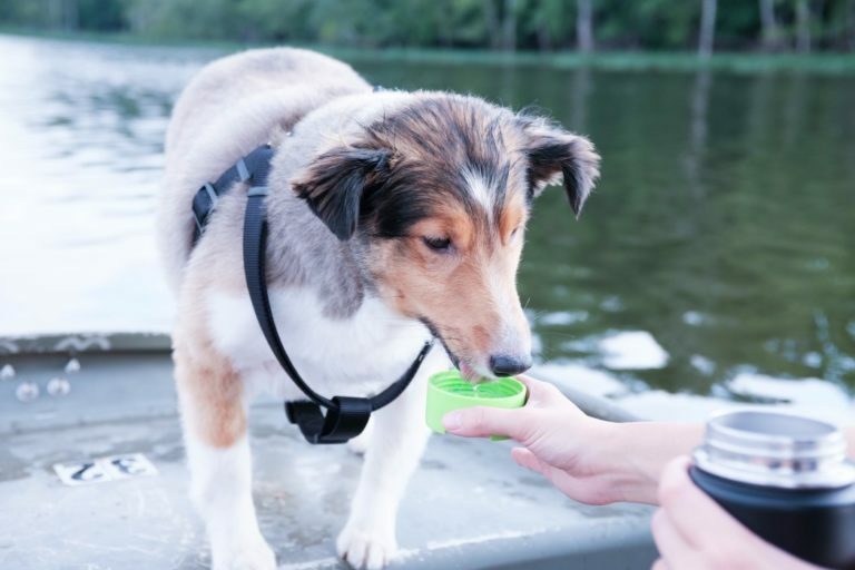 What Water Is Best For Dogs (Tap, Bottled Or Spring)?