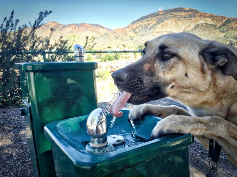 What Water Is Best For Dogs (Tap, Bottled Or Spring)?