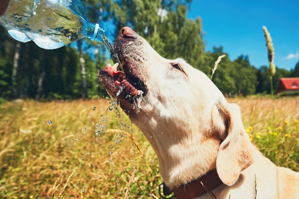 What Water Is Best For Dogs (Tap, Bottled Or Spring)?